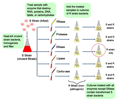 DNA strain transformation