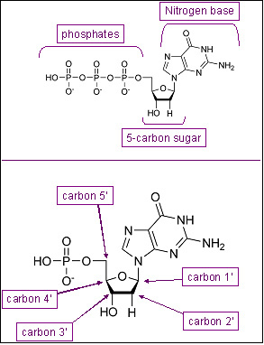 nucleotide