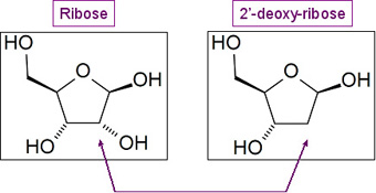 RibosevsDeoxyribose