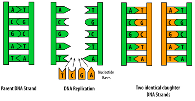 DNA replication