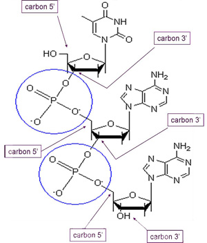 phosphodiester bonds