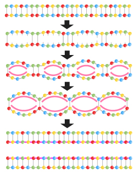 Replication sequence_sm