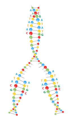 Replication fork_sm