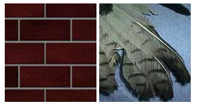 brick-feather