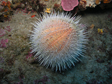 Sea urchin