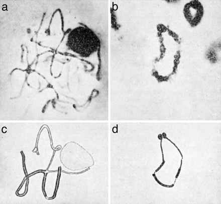 McClintock Chromosomes