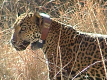 Jaguar wearing a radio collar