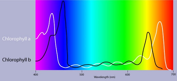 absorption spectrum