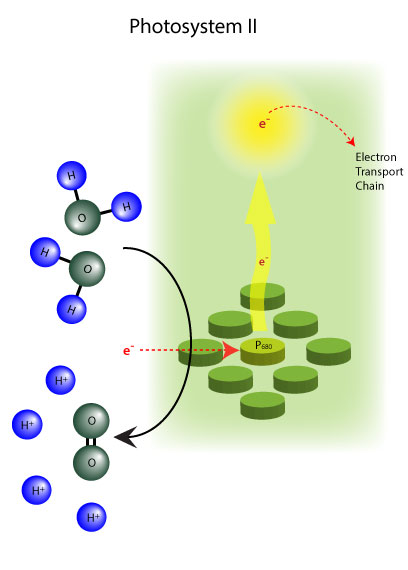 photosystem II