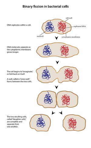 binary fission diagram