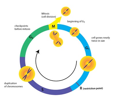 cell cycle