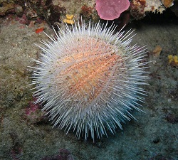 sea urchin2