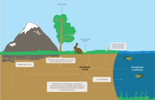 Biological movement of phosphorus