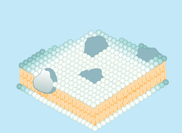 Cell membrane proteins