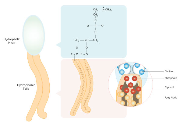 Phospholipid structure