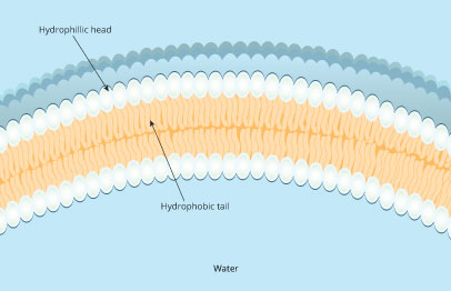 Phospholipid arrangement