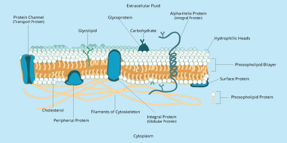 Proteins in cell