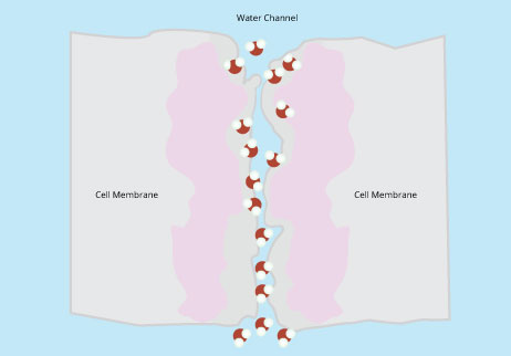 Aquaporin proteins