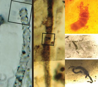 Microfossils