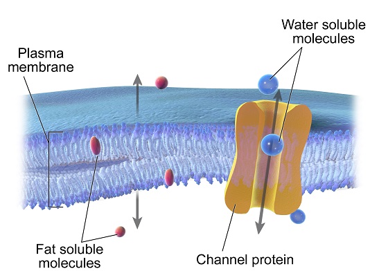 Regular and facilitated diffusion