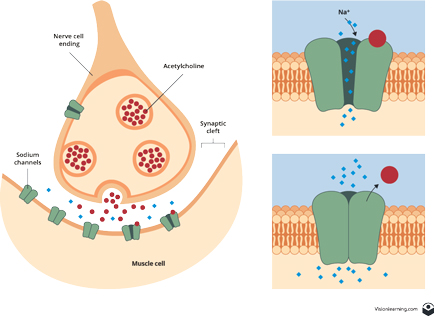 Sodium channel
