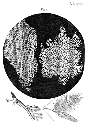 Cork cells - Hooke