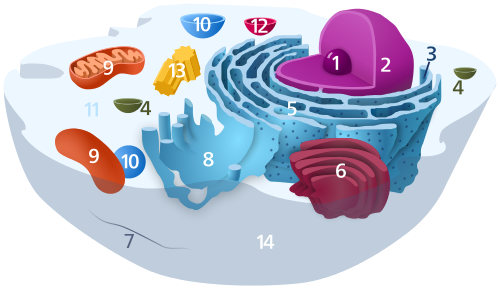 Cytosol animal cell