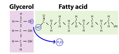 Dehydration synthesis