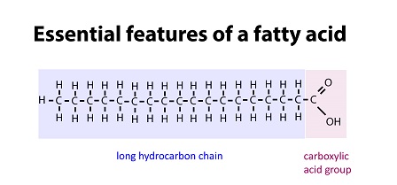 Fatty acid