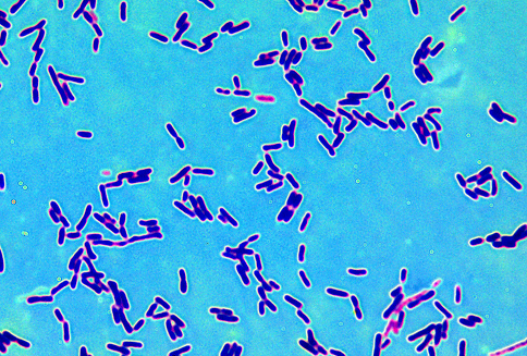 Lactobacilli