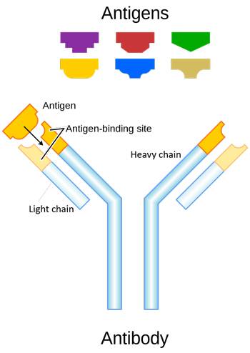 Antibody_2