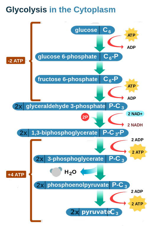 Glycolysis