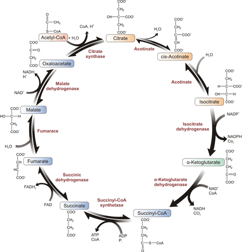 Krebs cycle