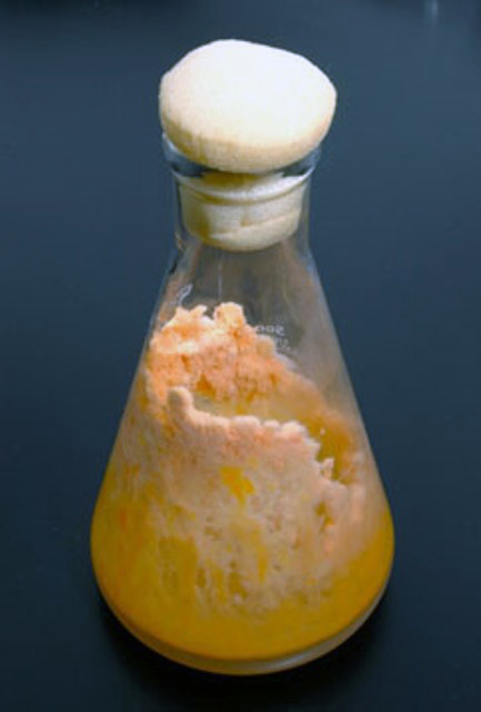 Bread mold