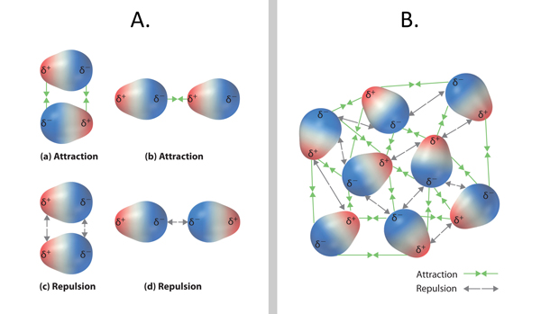 Intramolecular forces