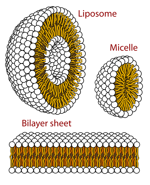 Micelle, liposome, bilayer