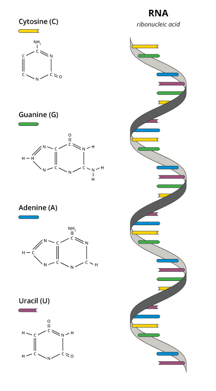 RNA