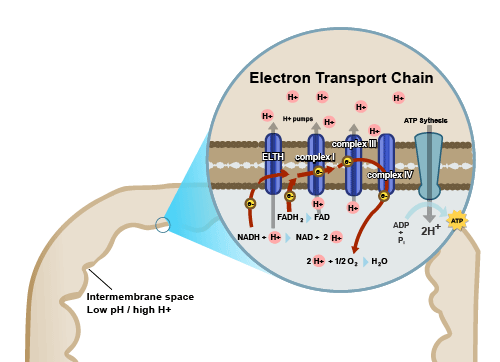 Energy Metabolism Ii 