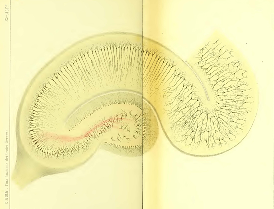 Golgi drawing