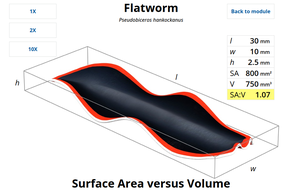 Volume versus surface area