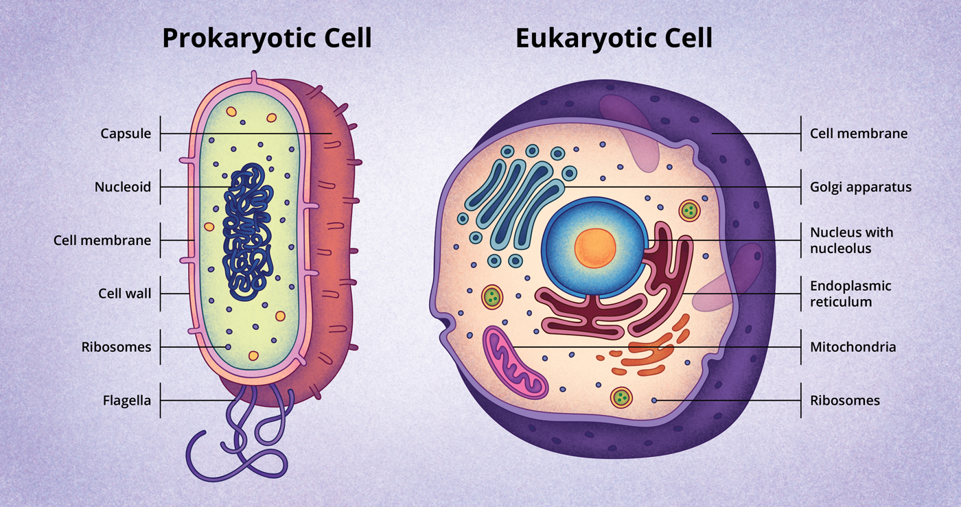 Prokaryotic Cell and eukaryotic Cell