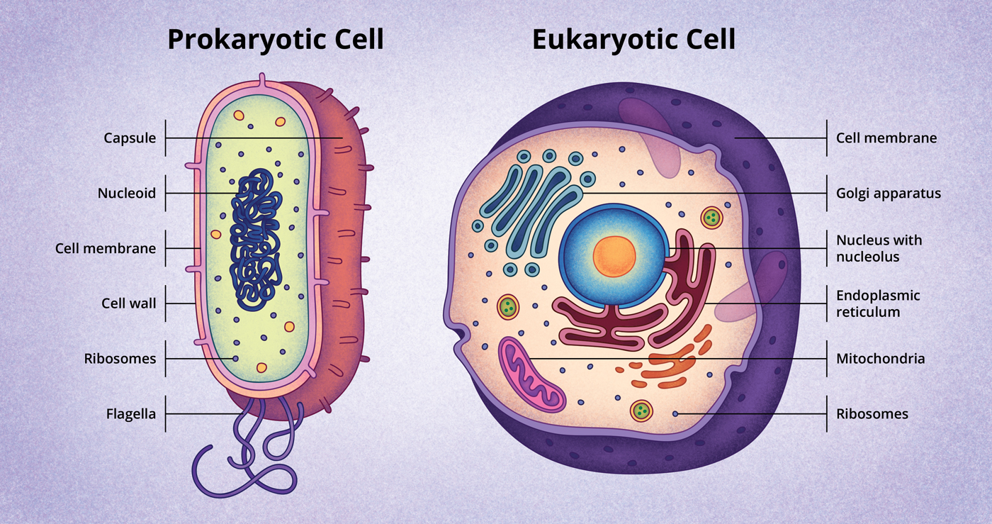 Animal Cell Structure Label Figure 4 2 Ribosome Wikipedia 