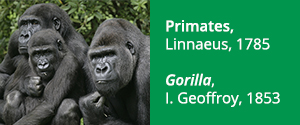 Gorilla (primate)