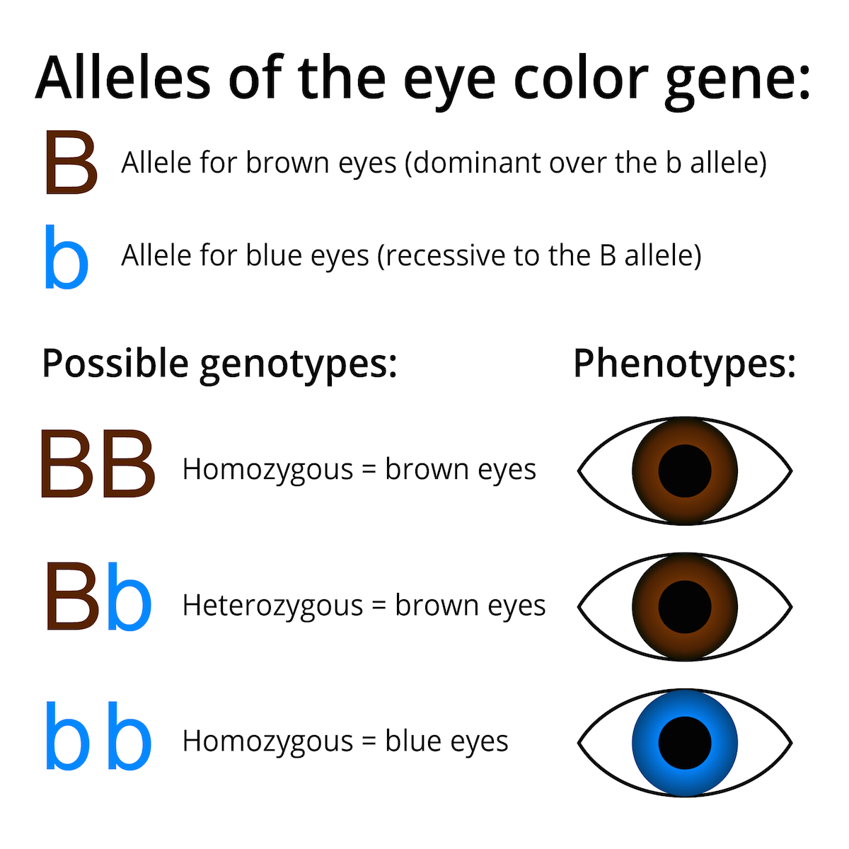 Was ist dominant blaue oder braune augen