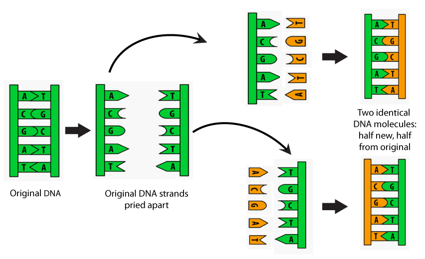 DNA III | Biology | Visionlearning complimentary dna base diagram 