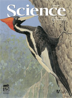 woodpecker - from Science cover