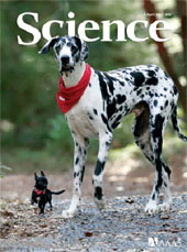 cover - Science magazine/dogs