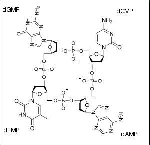 Tetranucleotide