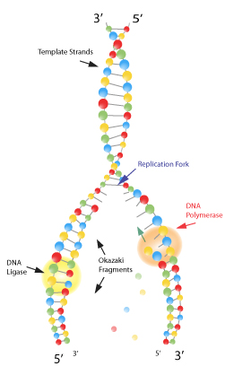 DNA ligase seals fragments_sm