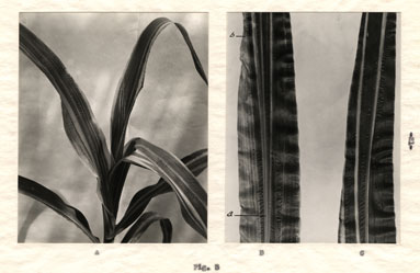 Maize leaves